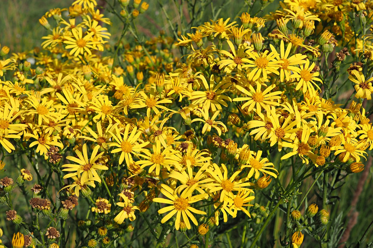 Image of Senecio erucifolius specimen.