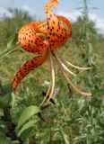 Lilium lancifolium. Цветок и часть побега. Приморский край, ГО Партизанск, северные окр. Партизанской ГРЭС, под водоводами. 30.07.2021.