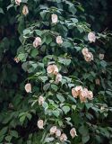 Bougainvillea glabra