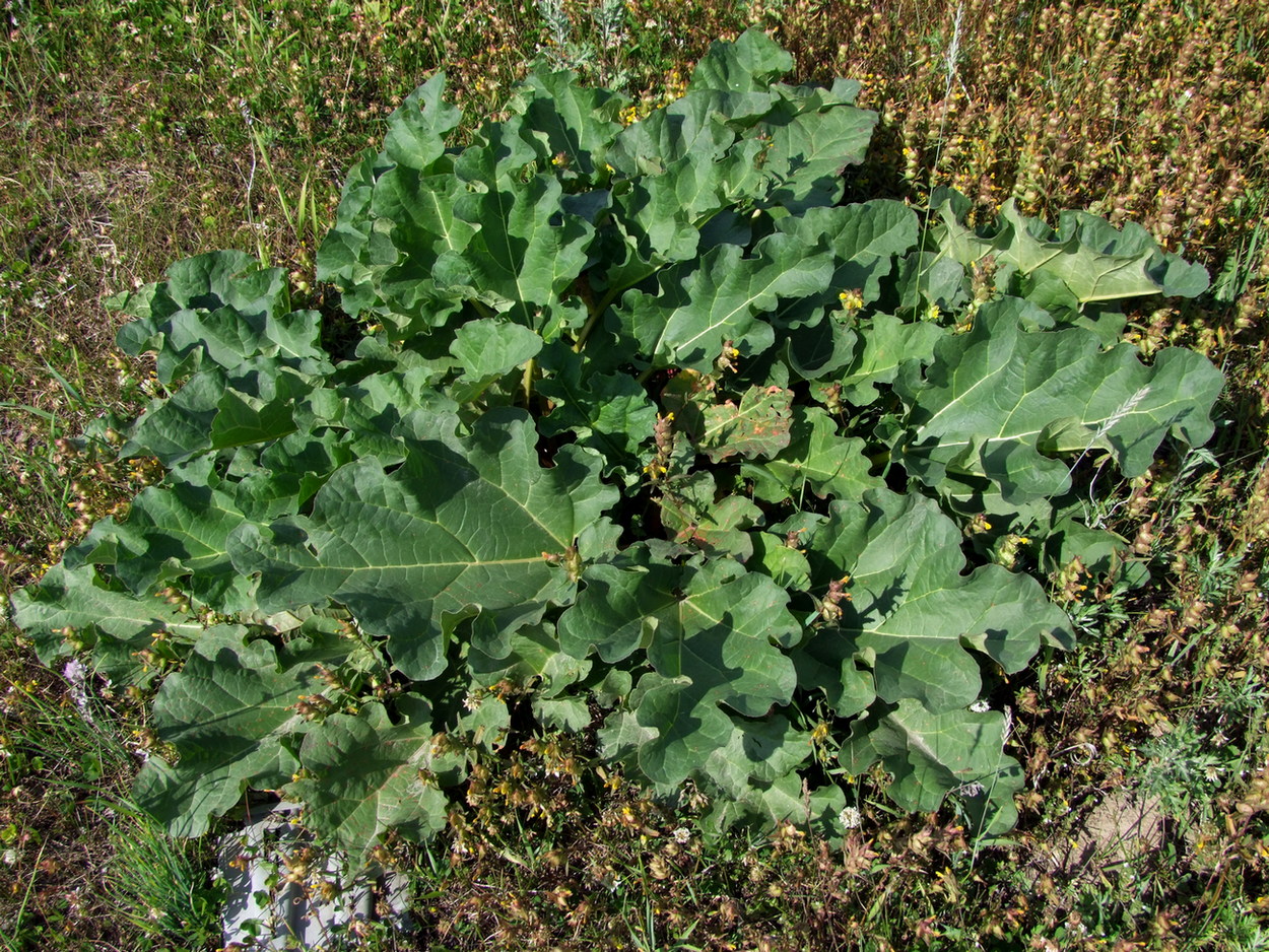 Image of Rheum rhabarbarum specimen.