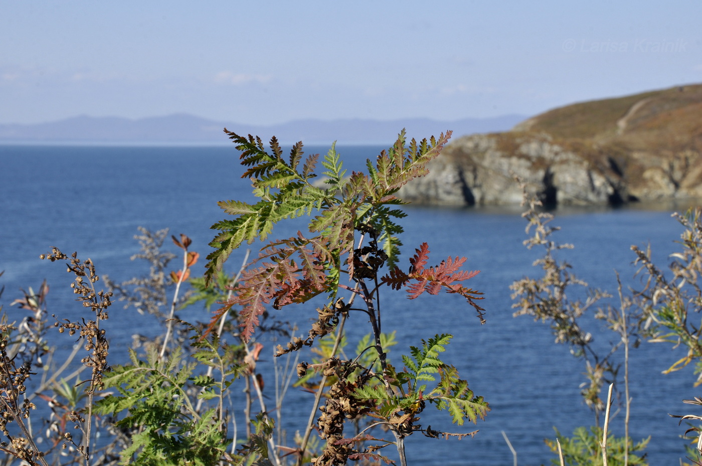 Image of Artemisia gmelinii specimen.