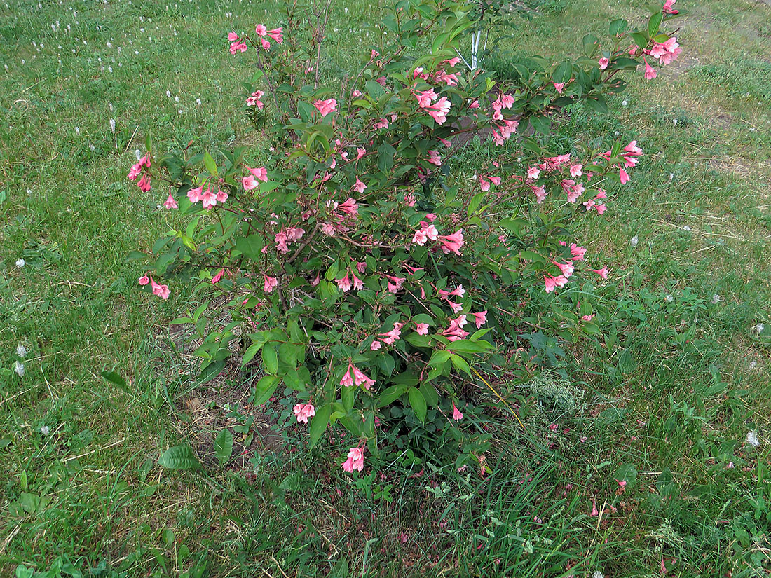 Image of Weigela florida specimen.