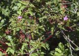 Geranium purpureum. Верхушка цветущего и плодоносящего растения. Испания, автономное сообщество Каталония, провинция Жирона, комарка Баш Эмпорда, муниципалитет Тороэлья-де-Монгри, окр. часовни Санта-Катерина, куртины молодой поросли Quercus coccifera. 26.03.2023.