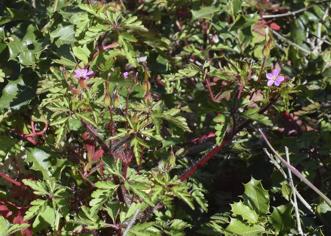 Image of Geranium purpureum specimen.