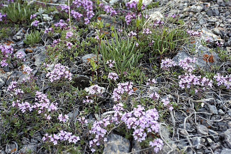 Изображение особи Thymus incertus.