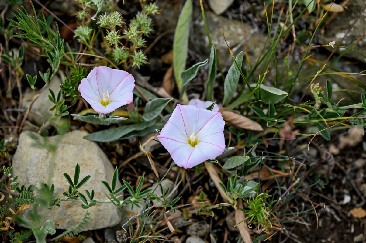 Изображение особи Convolvulus lineatus.