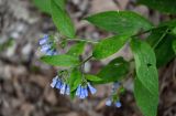 Symphytum asperum. Верхушка побега с соцветиями. Чечня, Шатойский р-н, Нихалойские водопады, опушка широколиственного леса. 26.07.2022.