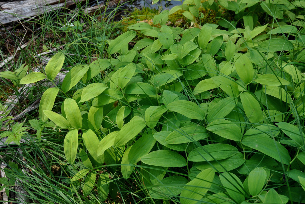 Image of Smilacina dahurica specimen.