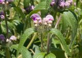 Phlomis taurica. Верхушка побега с соцветием. Краснодарский край, Крымский р-н, окр. станицы Гладковская, зарастающий травой берег пруда. 03.06.2018.