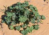 Malva parviflora