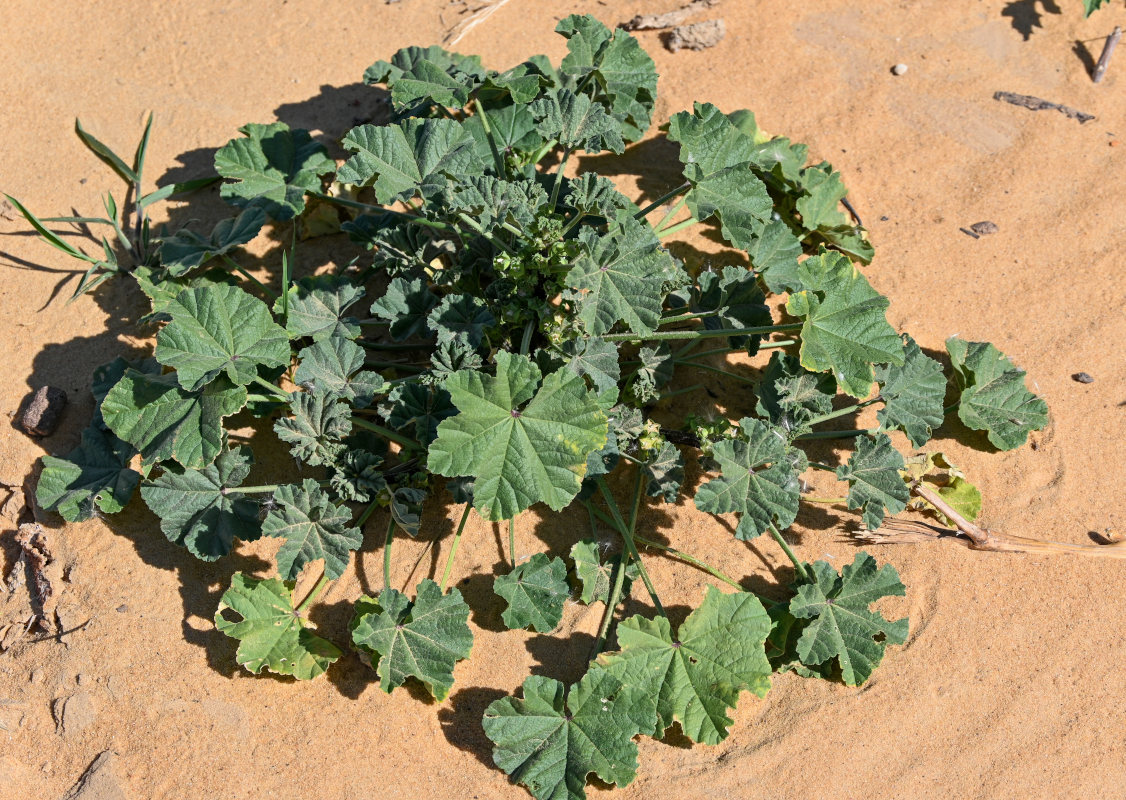 Image of Malva parviflora specimen.