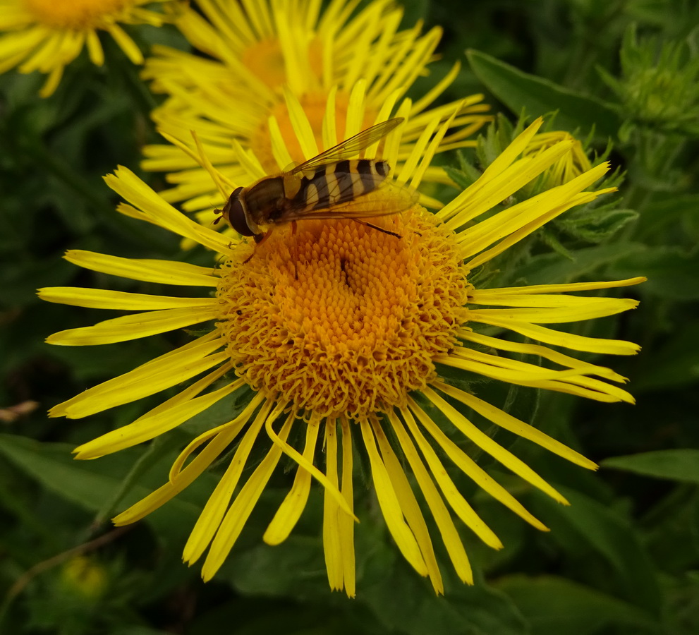 Image of Inula britannica specimen.