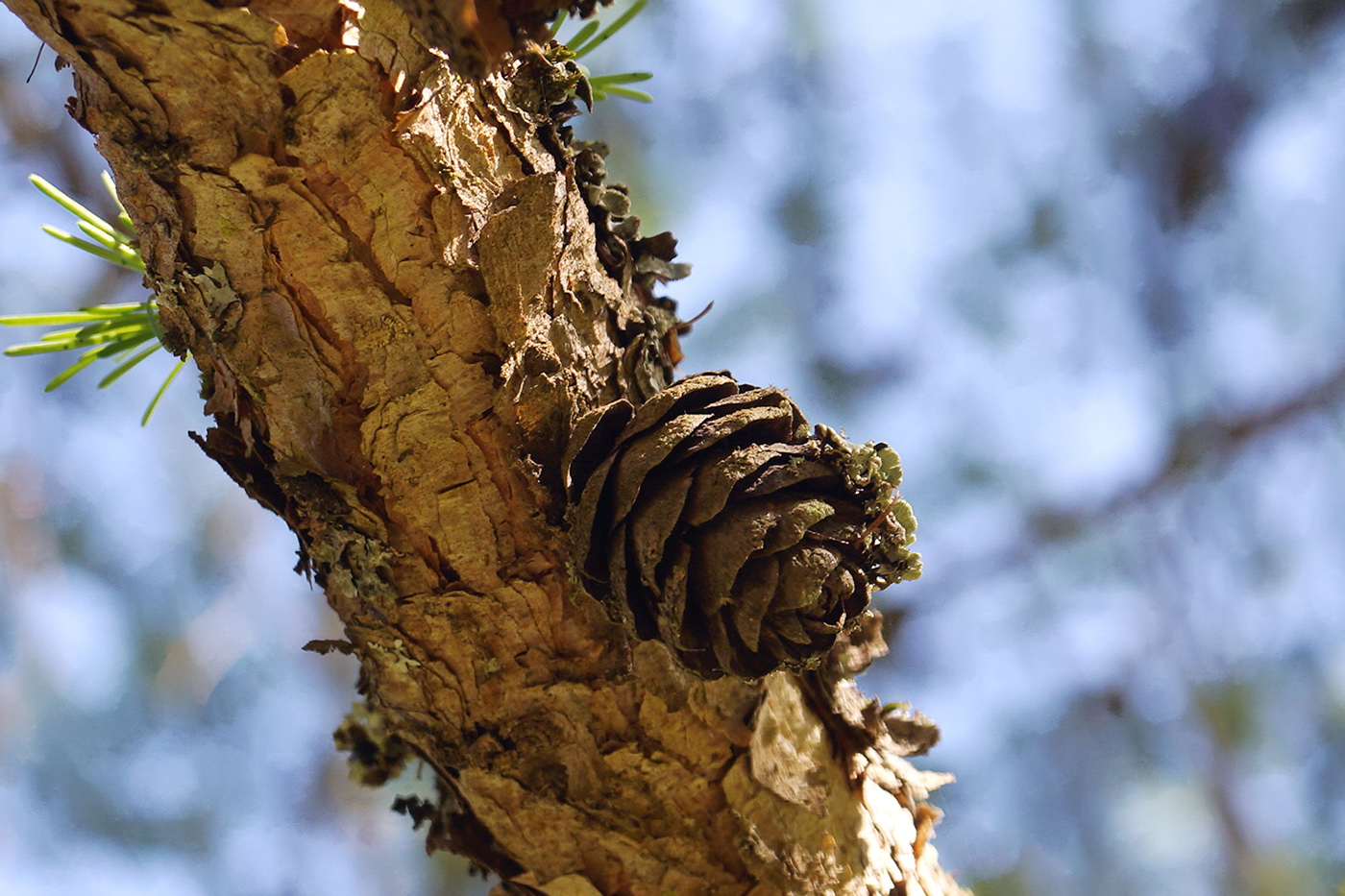 Изображение особи Larix decidua.