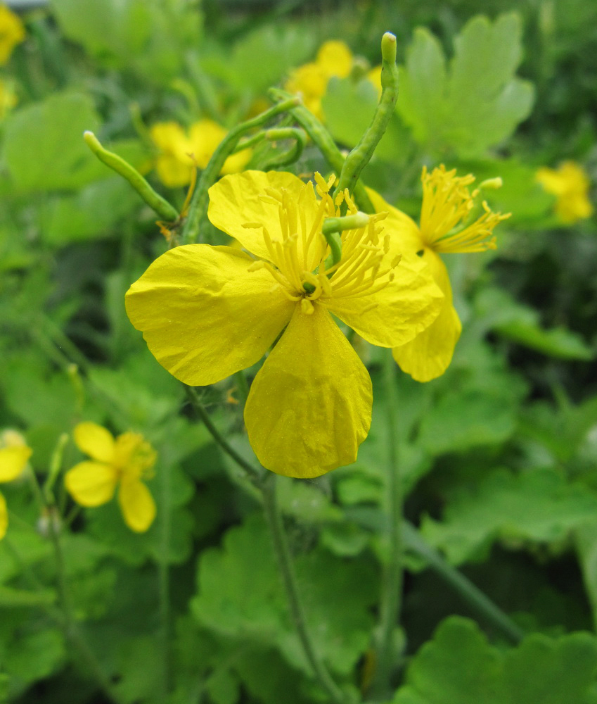 Изображение особи Chelidonium majus.