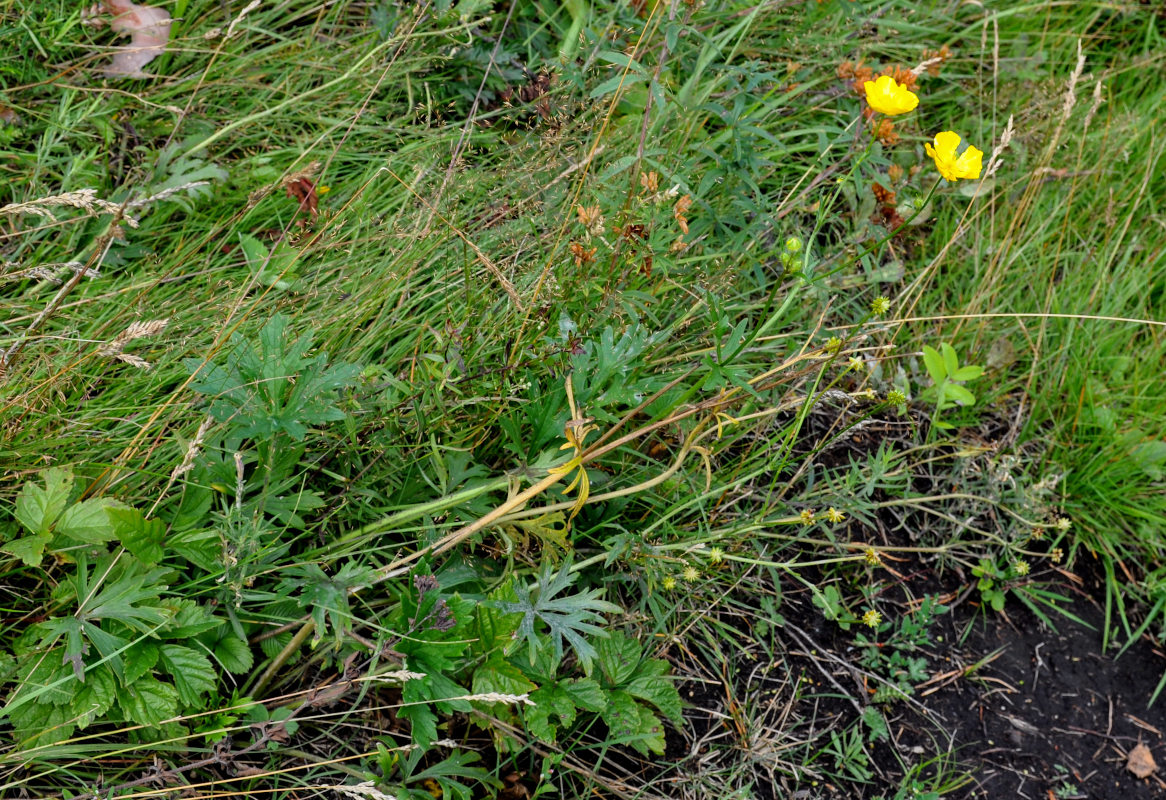 Image of Ranunculus acris specimen.