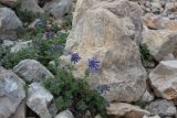 Nepeta supina