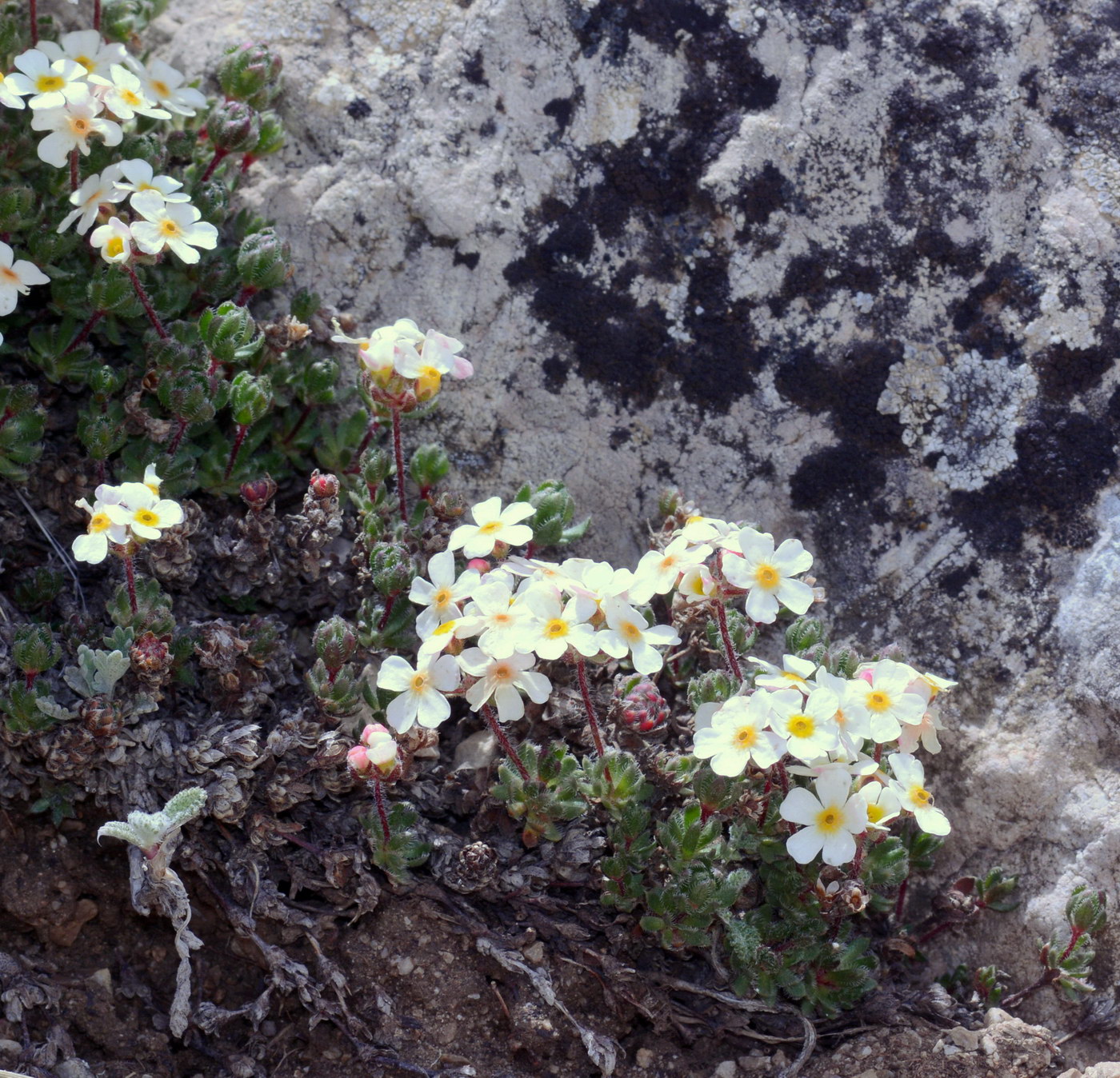 Image of Androsace lehmanniana specimen.