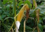 Zea mays