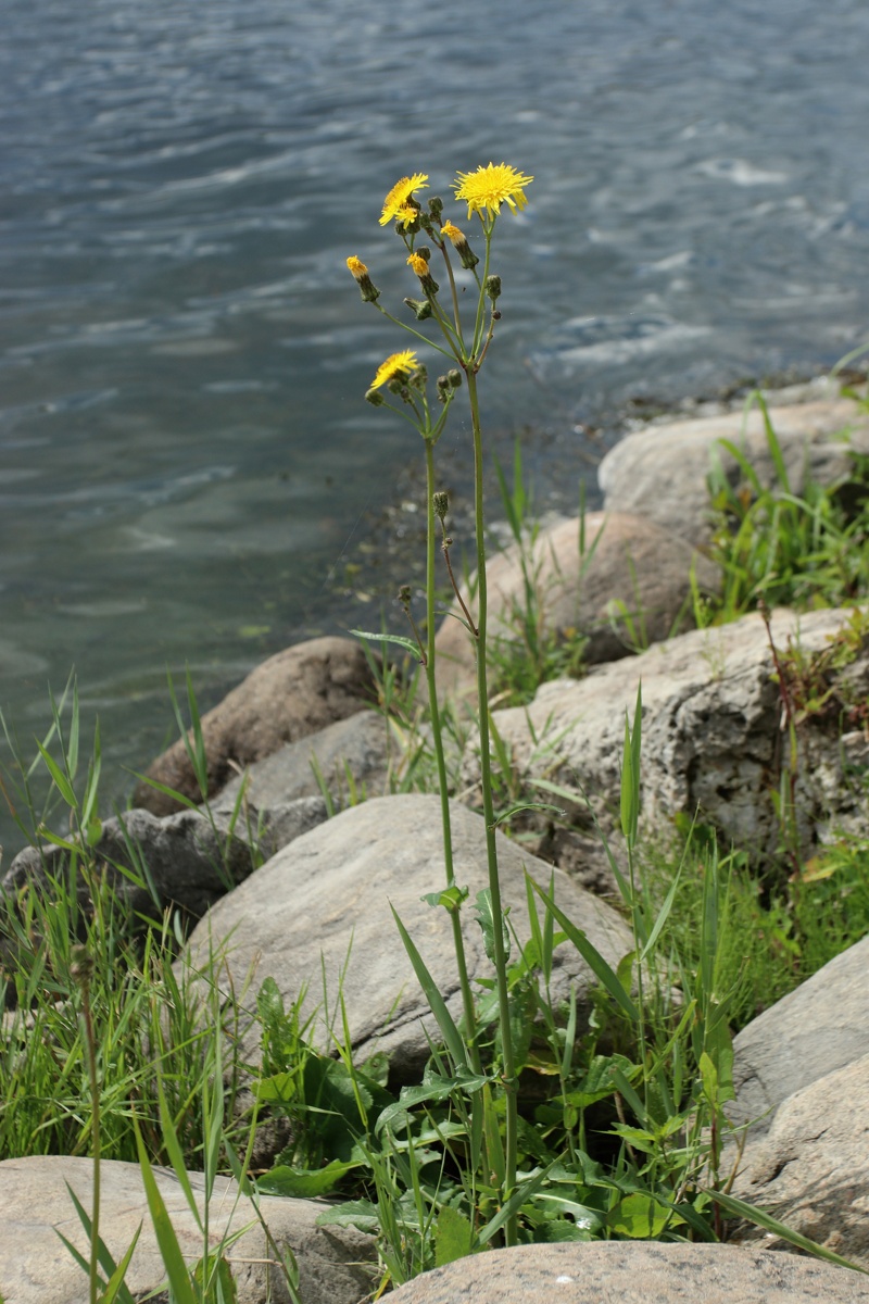 Изображение особи Sonchus arvensis.