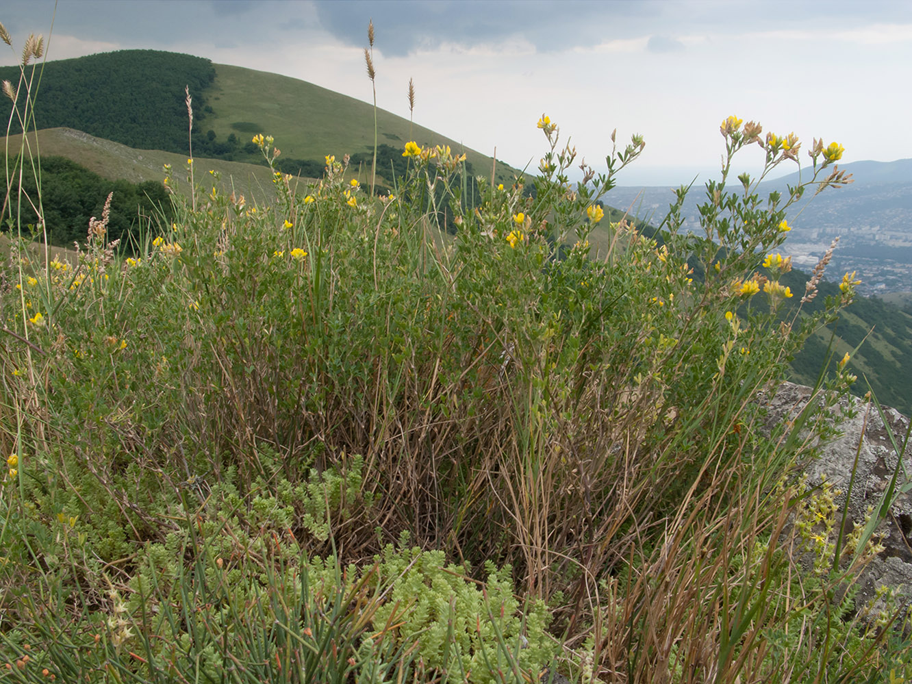 Image of Medicago falcata specimen.