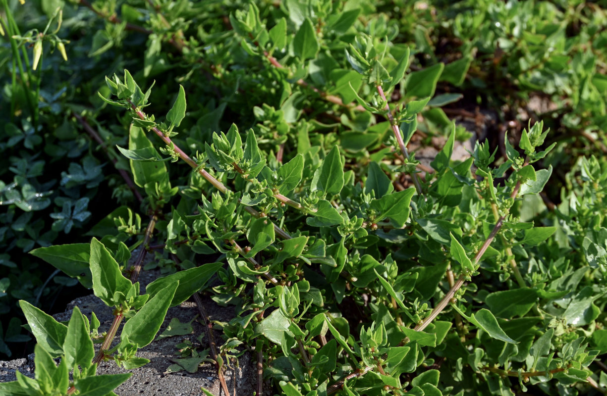 Image of Patellifolia procumbens specimen.