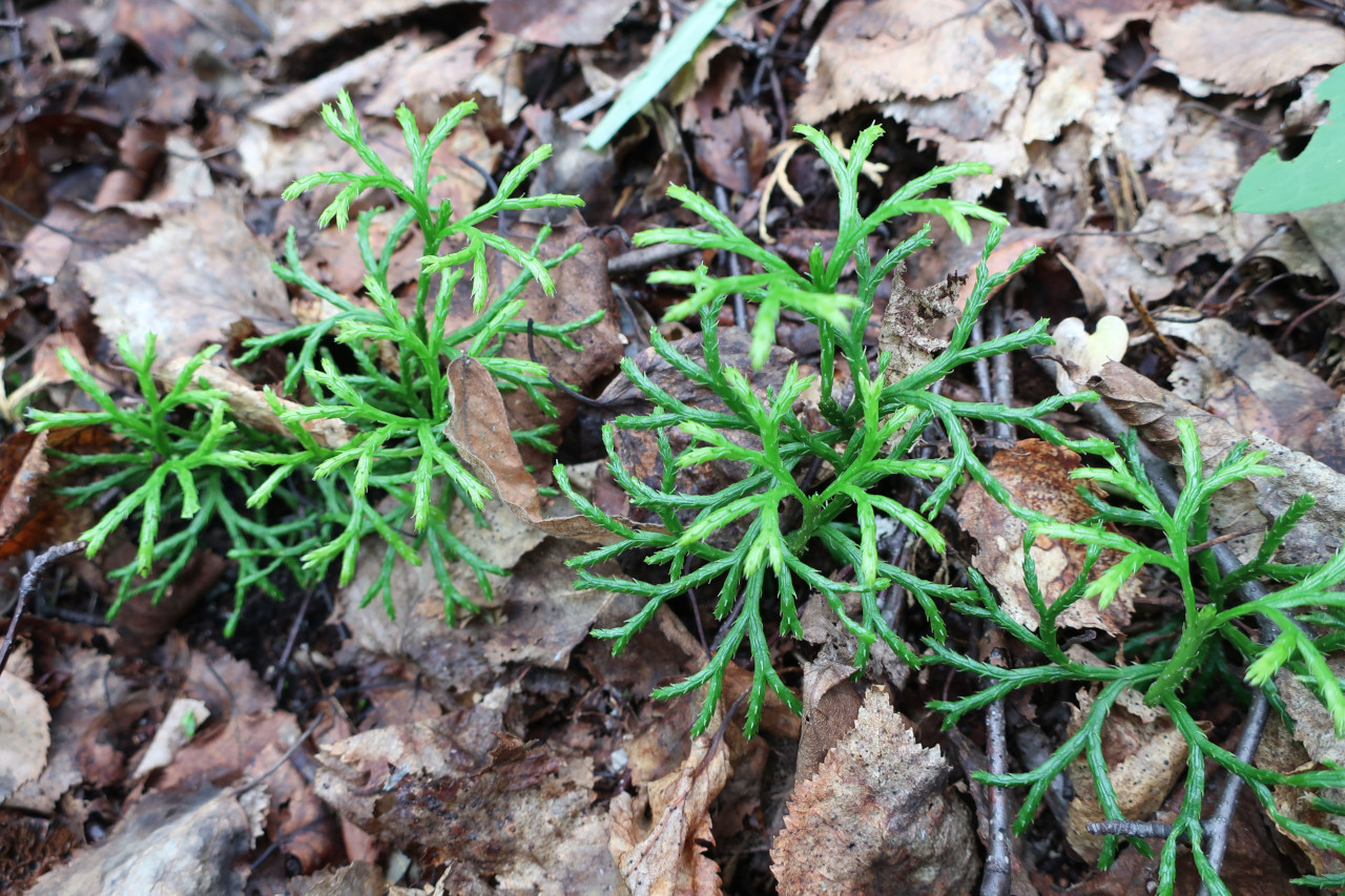 Image of Diphasiastrum complanatum specimen.