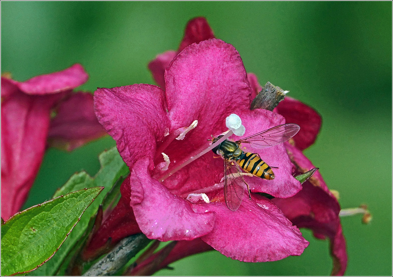 Изображение особи Weigela hybrida.