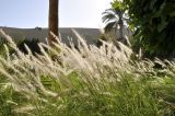 Pennisetum