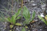 Plantago urvillei. Листья. Чечня, Шаройский р-н, бассейн р. Цесиахк, долина левого притока, нижняя часть склона. 10 августа 2023 г.