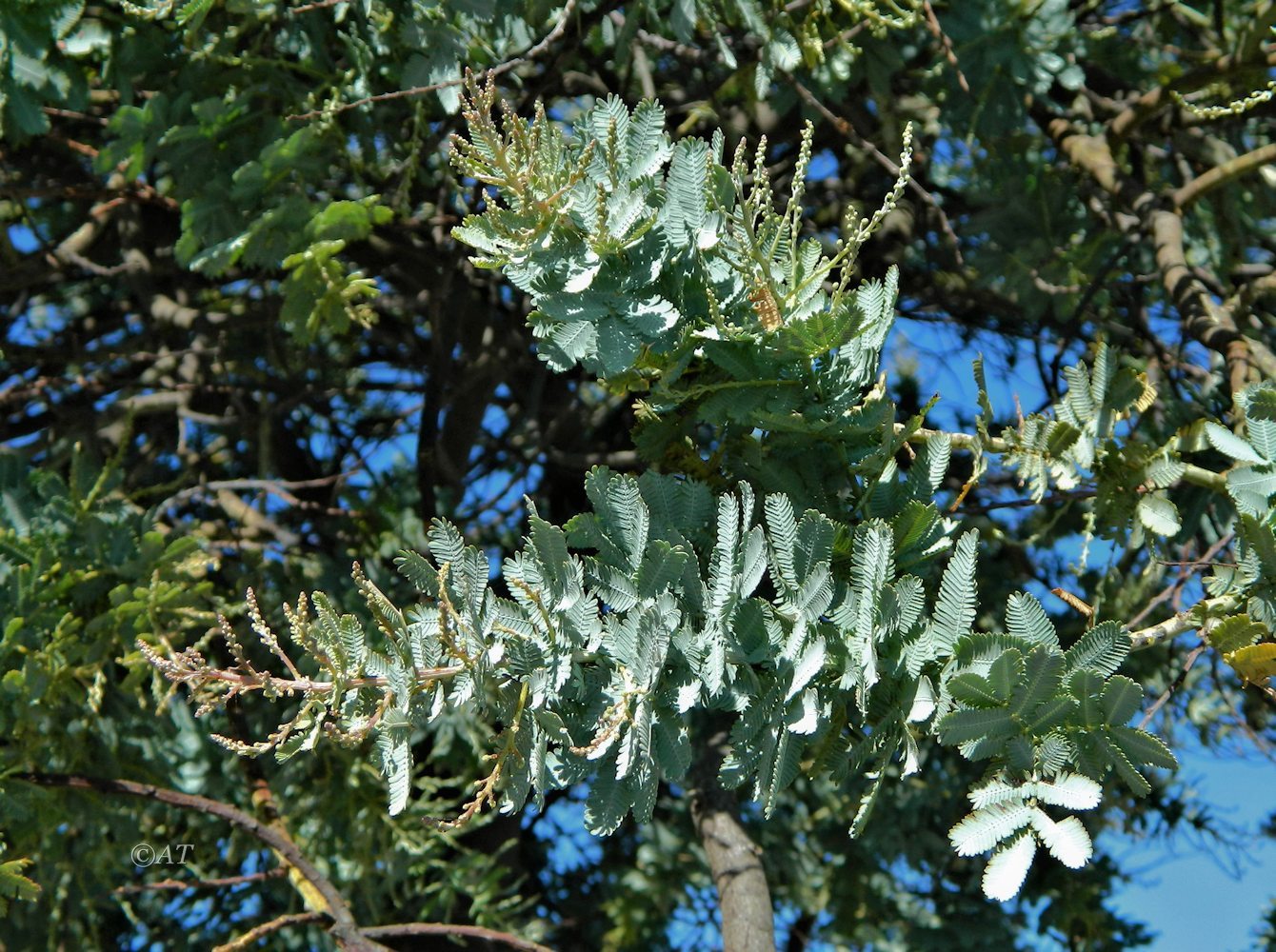 Изображение особи Acacia baileyana.