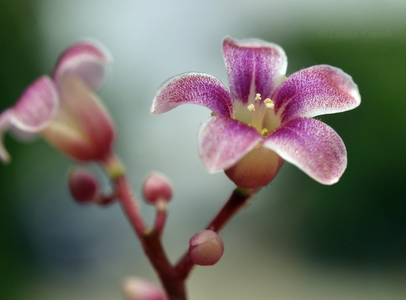 Image of Averrhoa carambola specimen.