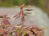 genus Rhododendron. Веточка с остатками сухих плодов. Краснодар, парк \"Краснодар\", Японский сад, в культуре. 01.01.2024.