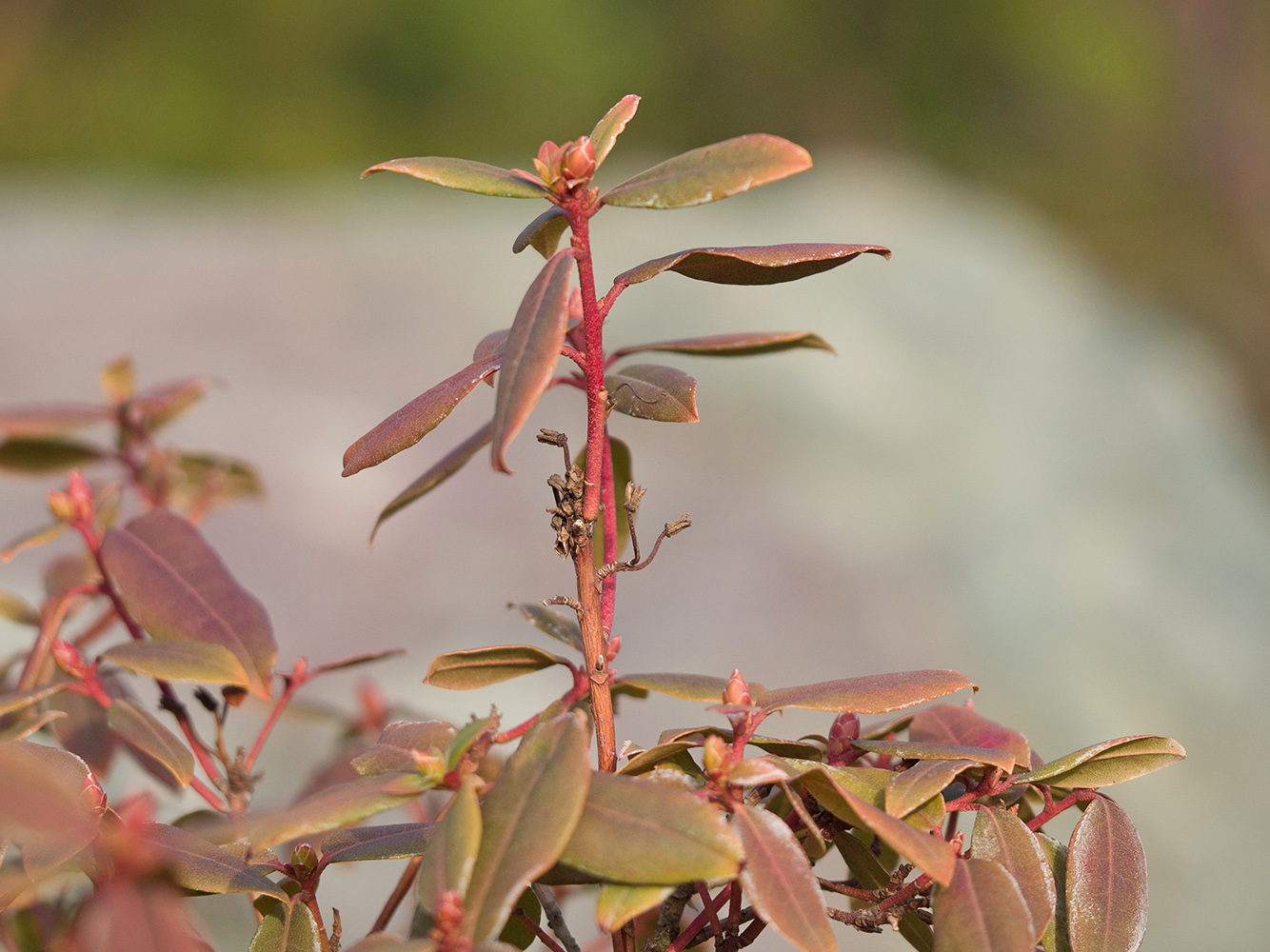 Изображение особи род Rhododendron.