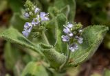 Veronica officinalis