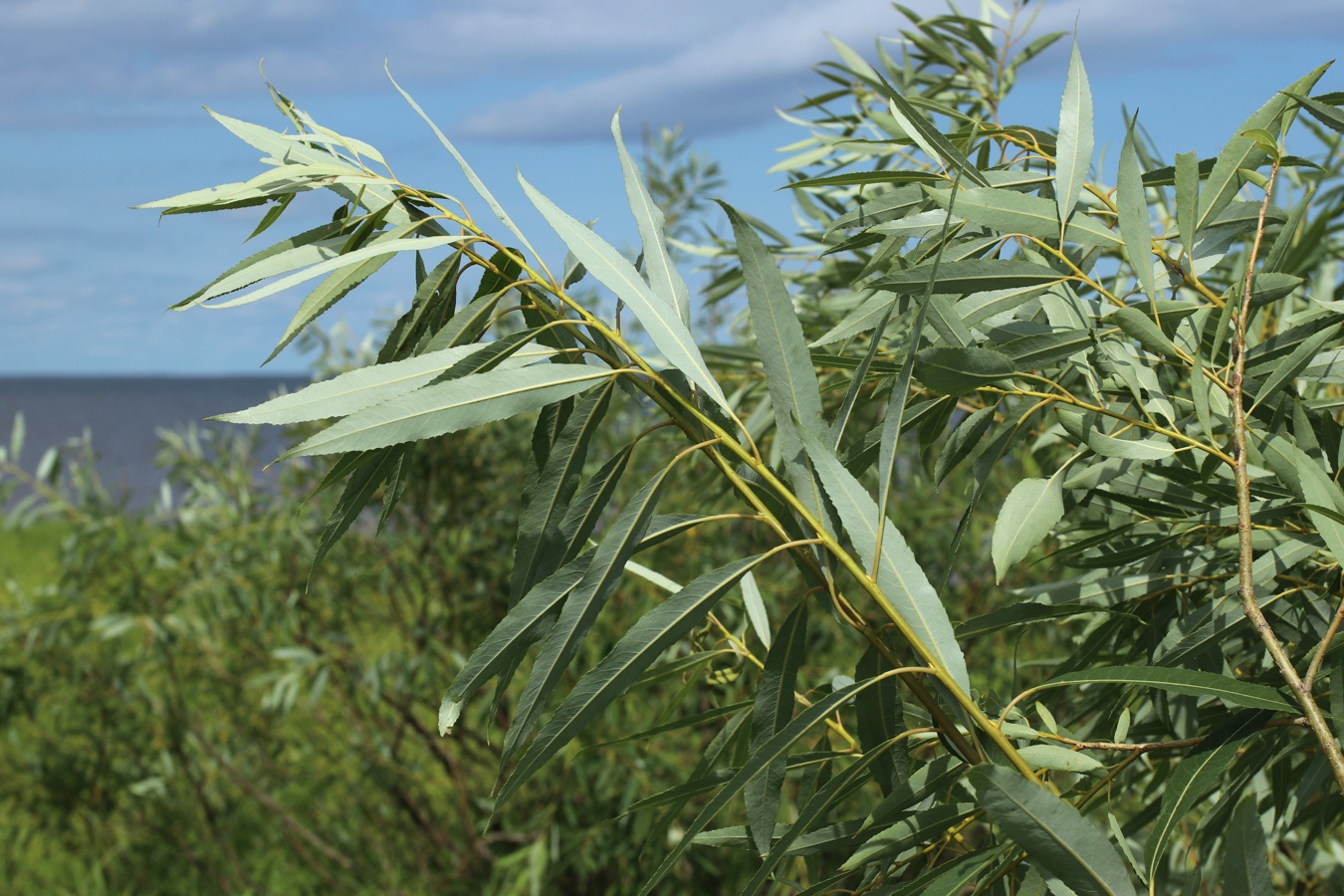 Изображение особи Salix triandra.