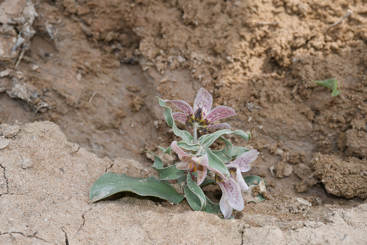 Image of Rhinopetalum karelinii specimen.