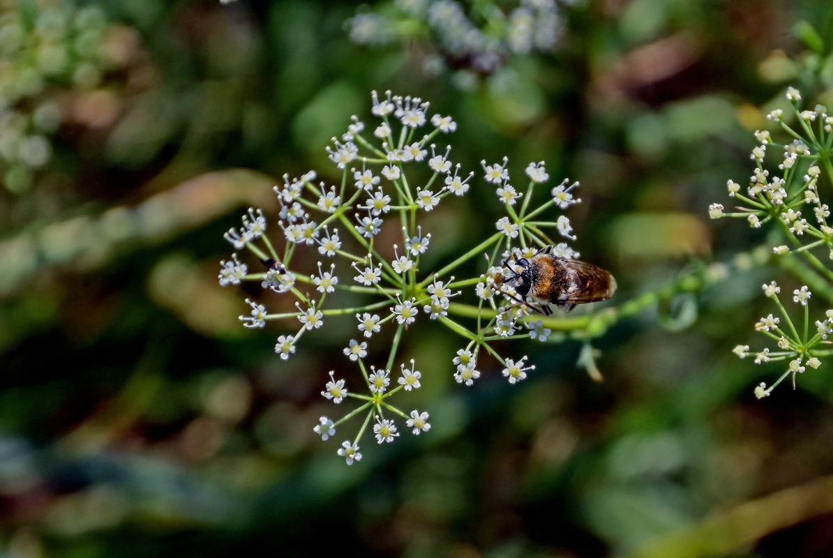 Изображение особи Falcaria vulgaris.