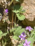 род Erodium