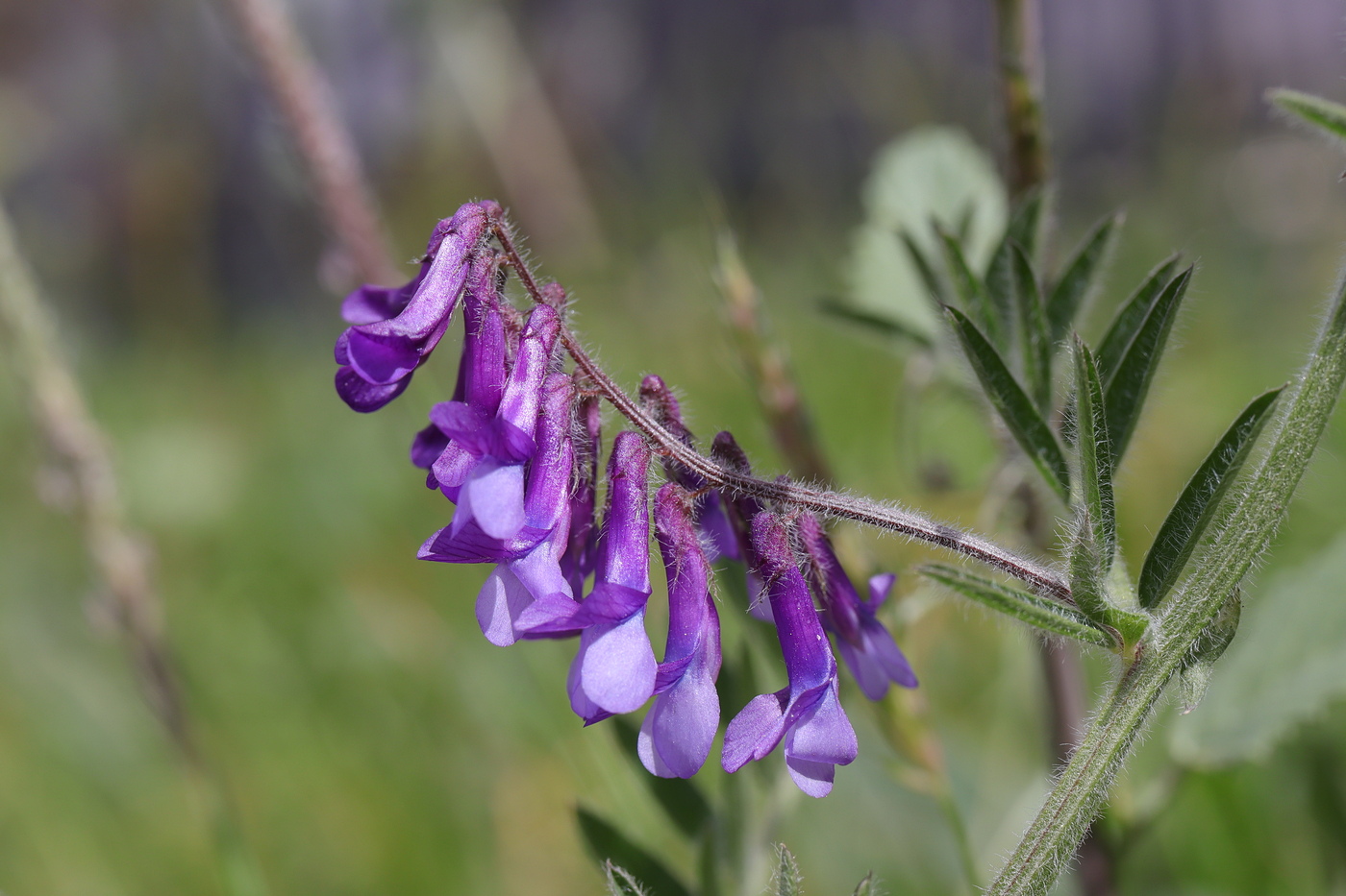 Изображение особи Vicia villosa.