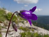 Campanula albovii. Верхушка побега с цветком, бутоном и жуком. Адыгея, Кавказский биосферный заповедник, хр. Каменное Море, ≈ 2000 м н.у.м., в расщелине скалы. 28.07.2018.