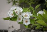 Pyrus communis. Верхушка цветущей веточки с многолепестными цветками. Абхазия, Гагрский р-н, с. Лдзаа, частный сад. 13.04.2024.