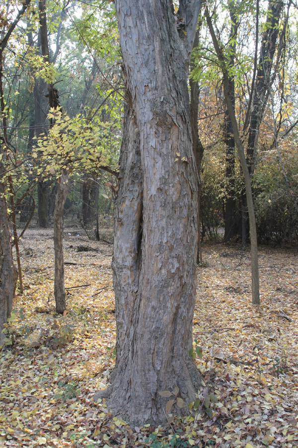 Image of Acer buergerianum specimen.