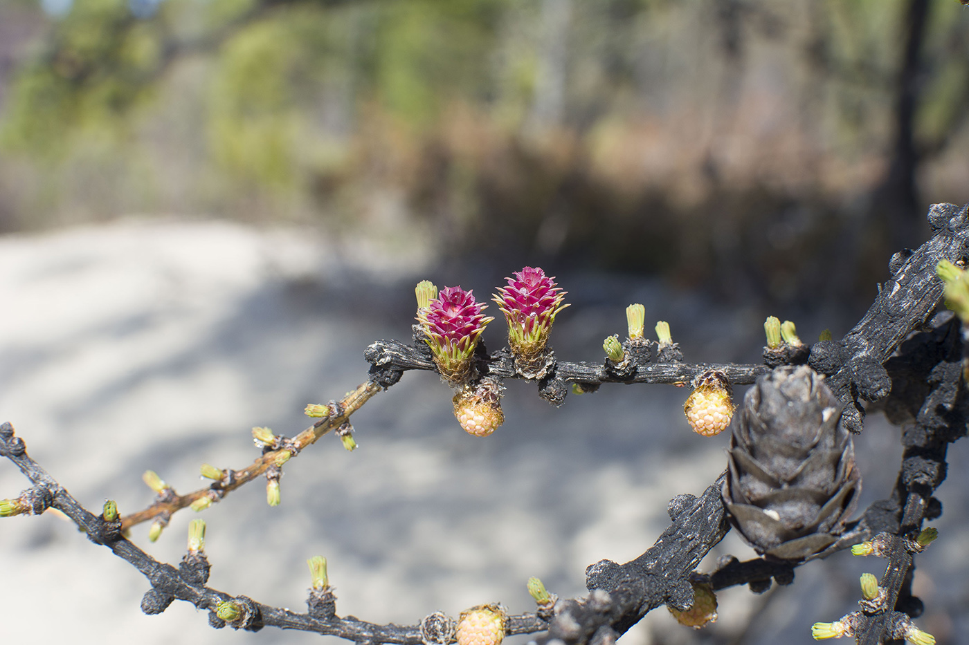 Image of Larix × czekanowskii specimen.
