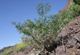 Ferula ovina. Вегетирующее растение. Казахстан, Жетысуская обл., нац. парк \"Алтын-Эмель\", ур. Тайгак, каменистая осыпь. 7 мая 2024 г.