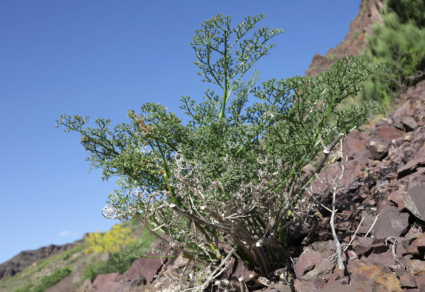 Изображение особи Ferula ovina.