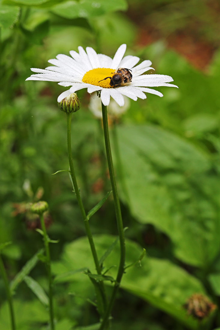 Изображение особи Leucanthemum vulgare.
