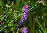 Vicia cracca
