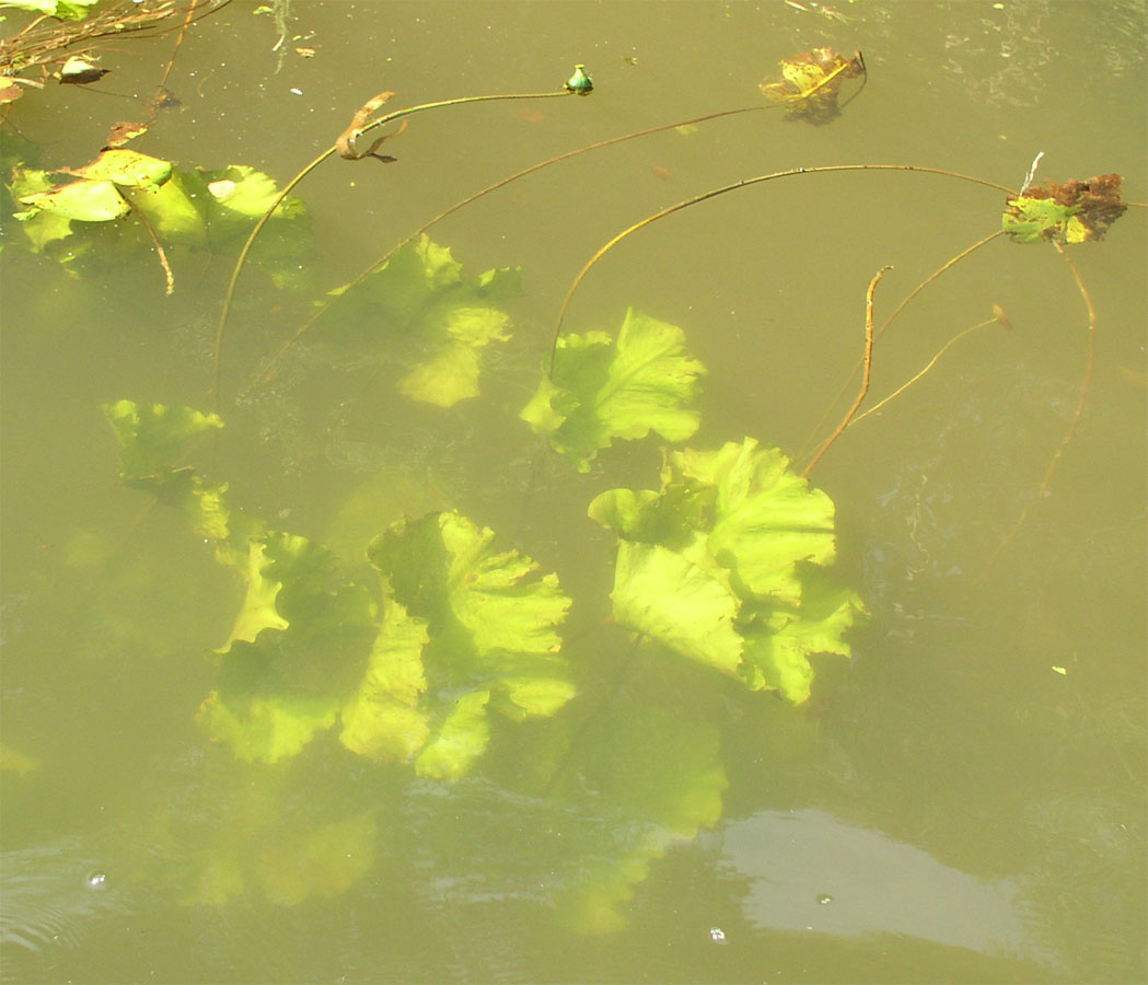 Image of Nuphar lutea specimen.