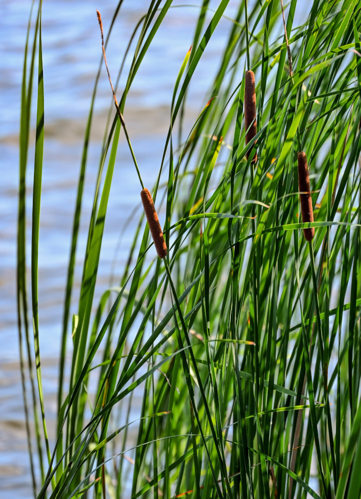 Image of Typha angustifolia specimen.