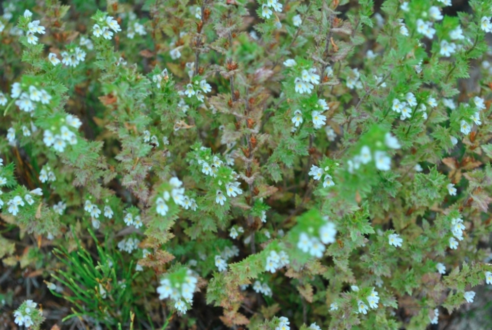 Image of genus Euphrasia specimen.